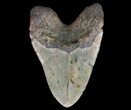 Huge, Megalodon Tooth - North Carolina #66099-2